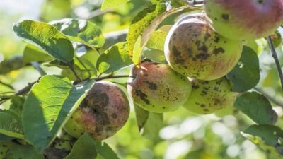 Erzincan Tarım ve Orman Müdürlüğü, sosyal medya üzerinden yaptığı açıklama