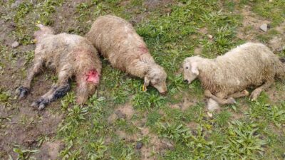 Erzincan’da kış döneminde sık sık yaşanan kurt saldırıları Mayıs ayı