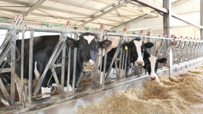 Tarım ve Orman Bakanlığı tarafından hayvancılık sektörünü desteklemek, kırmızı et