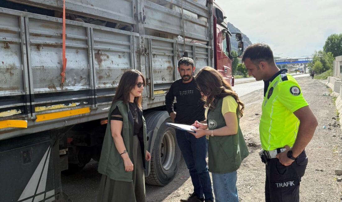 Erzincan’ın Tercan ilçesinde, yaklaşan Kurban Bayramı öncesinde kurbanlık hayvan sevkiyatları