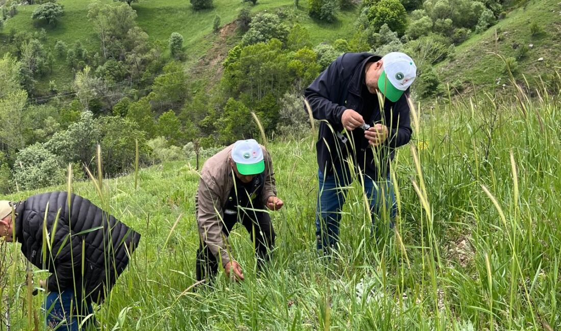 Erzincan’ın Refahiye ilçesinde çekirgelerin tarımsal alanlara yönelik oluşturabileceği tehditlere karşı
