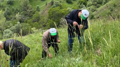 Erzincan’ın Refahiye ilçesinde çekirgelerin tarımsal alanlara yönelik oluşturabileceği tehditlere karşı