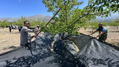 Erzincan’da, son yıllarda yapılan yoğun dut ağacı dikimleri ve bahçe