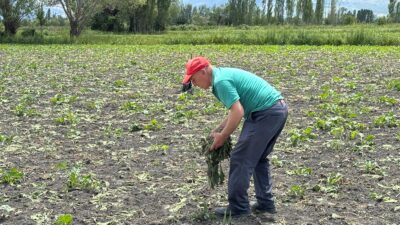Erzincan merkeze bağlı Hancıçiftliği köyünde yaban domuzları, pancar üreticisinin korkulu