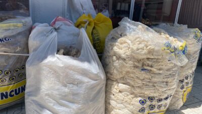 Erzincan’da havaların ısınmasıyla birlikte başlayan koyun kırkım sezonu, hem hayvancılık