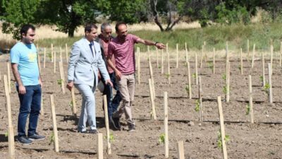Bağ Genetik Kaynaklarının Toplanması, Muhafazası ve Karakterizasyonu projesi kapsamında, Erzincan