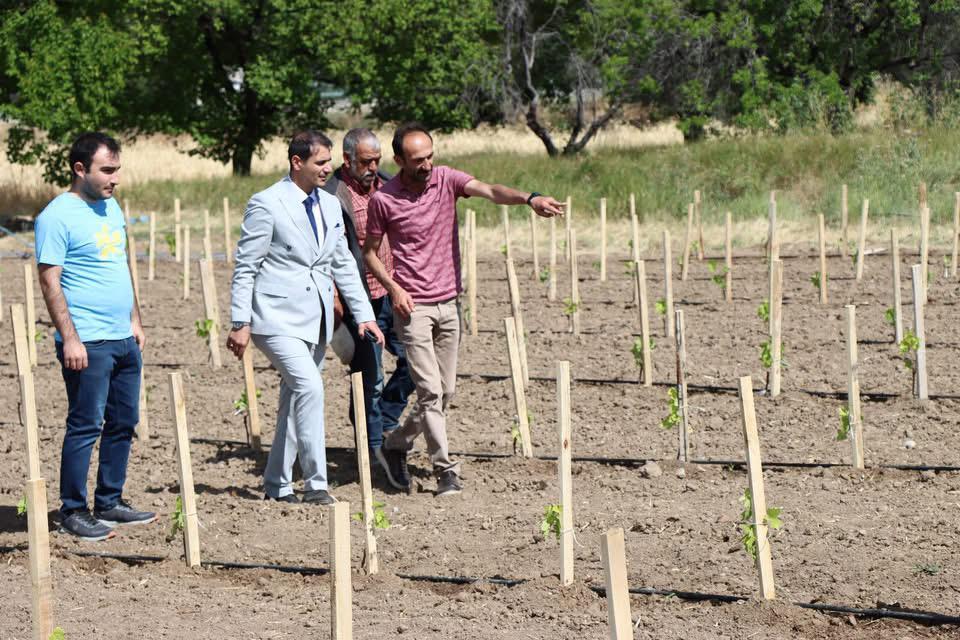 Bağ Genetik Kaynaklarının Toplanması, Muhafazası ve Karakterizasyonu projesi kapsamında, Erzincan