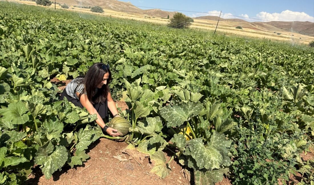 Erzincan’ın önemli tarım merkezlerinden biri olan Tercan ilçesi, tarımsal ürün