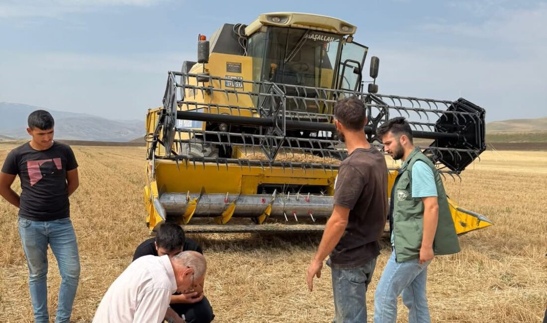 Erzincan’ın Tercan ilçesinde hububat hasadının başlamasıyla birlikte, tarlalarda hummalı bir