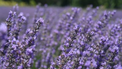 Erzincan Belediyesi, kent estetiğini geliştirmek ve çevre bilincini artırmak amacıyla