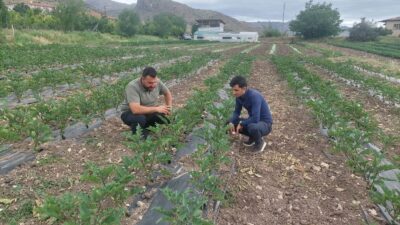 Erzincan genelinde tarım faaliyetleri her geçen gün gelişirken, sebzecilik alanında