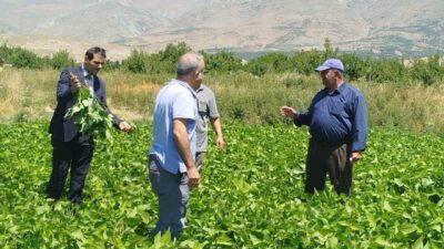 Erzincan’ın Üzümlü ilçesinde kuru fasulye üretimi yapan çiftçiler, tarımsal üretimin