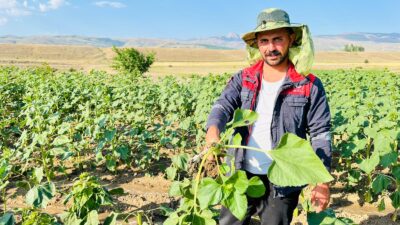Erzincan Çayırlı ilçesinde yüzlerce dönüm ayçiçeği tarlasına ayıların zarar vermesi