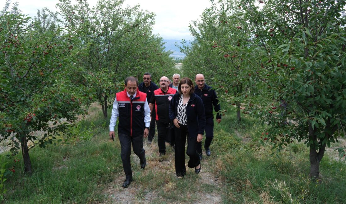 Erzincan’da Temmuz ayının gelmesiyle birlikte dut ve kiraz hasadının ardından
