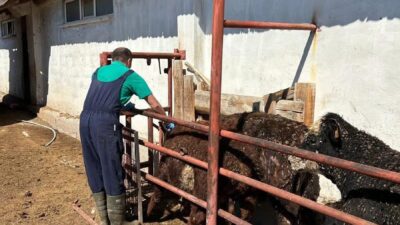 Erzincan’ın Refahiye ilçesinde Tarım ve Orman Müdürlüğü ekipleri, geniş bir