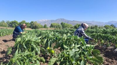Erzincan’da tarımsal üretimin kalitesini artırmak ve çiftçileri zararlılar ile hastalıklara