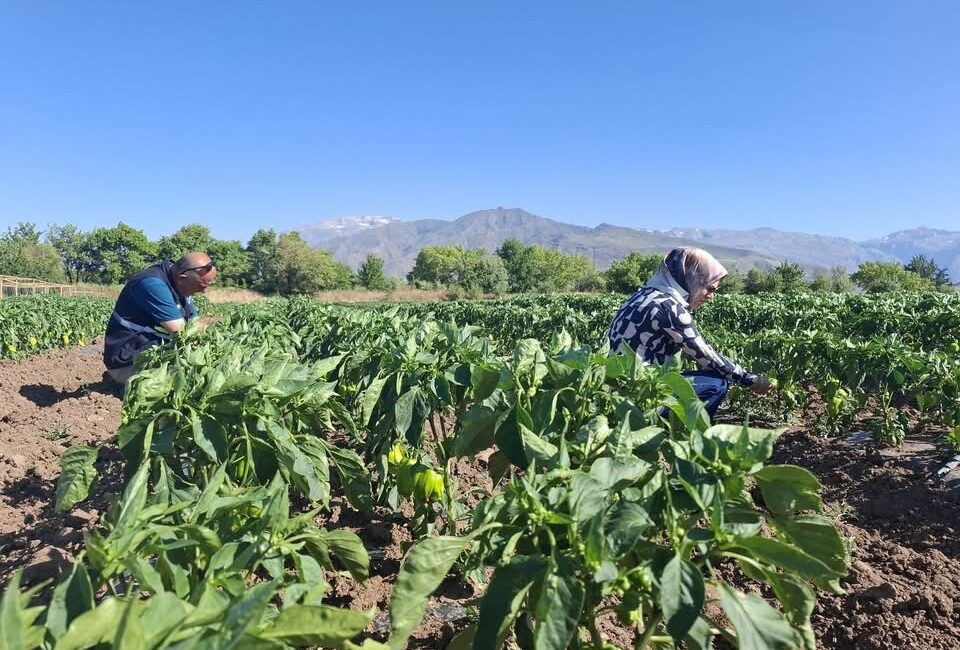 Erzincan’da tarımsal üretimin kalitesini artırmak ve çiftçileri zararlılar ile hastalıklara