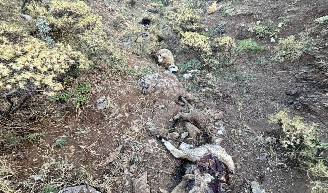 Erzincan’ın Tandırlı Köyü’nde ayı ve kurtların saldırısı sonucu 25 kuzu