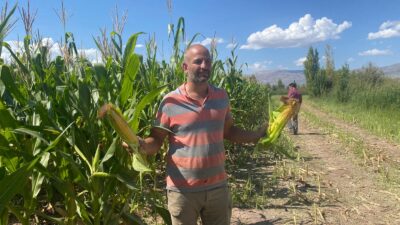 Erzincan Ovası’nda 20 bin dönüm arazide silajlık mısır hasadı başladı.