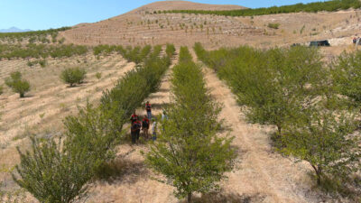 10 Bin Vişne Ağacıyla Erzincan’a Değer Katıyor Erzincan’ın Çayırlı ilçesinde organik vişne üretimi her geçen yıl artarak