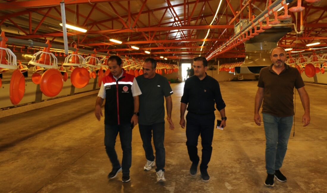 Erzincan’da hayvancılık sektörünün önemli kollarından biri olan broiler (etlik piliç)
