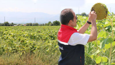 Haber: Muhammed Enes SEVİLİR Erzincan’da çekirdeklik ayçiçeği üretimi hızla artıyor.