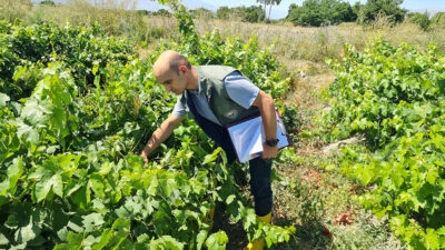 Haber: Muhammed Enes SEVİLİR Erzincan’ın Üzümlü ilçesinde coğrafi işaretli Cimin
