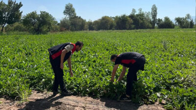 Haber: Muhammed Enes SEVİLİR Erzincan’da şeker pancarı ekili sahalarda hastalık