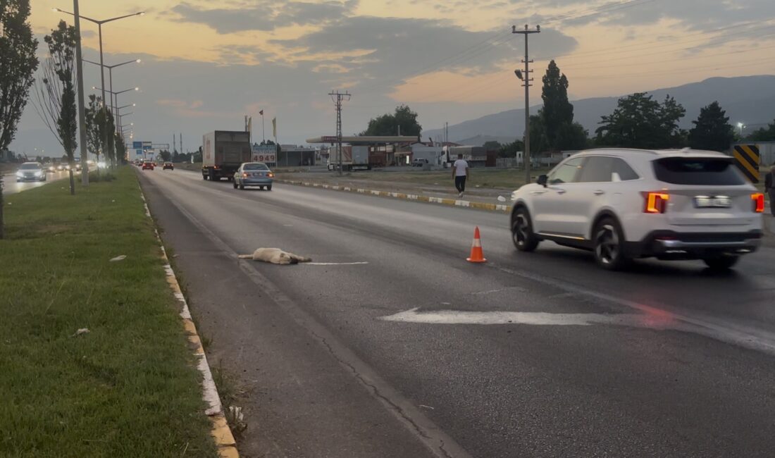 Erzincan-Erzurum karayolunun Akyazı mevkiinde, yoldan karşıya geçmekte olan bir köpeğe