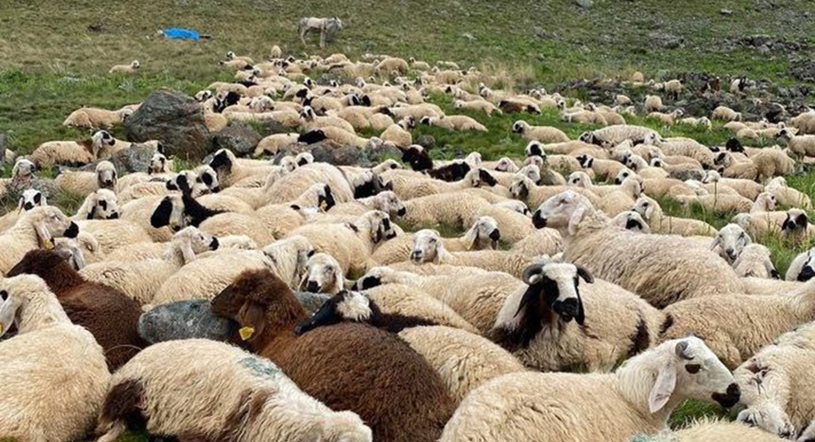 Haber: Muhammed Enes Sevilir Erzincan Damızlık Koyun Keçi Yetiştiricileri Birliği