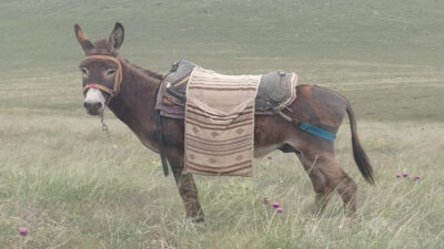 Türkiye’deki eşek nüfusunun illere göre dağılımını ortaya koyan harita, sosyal