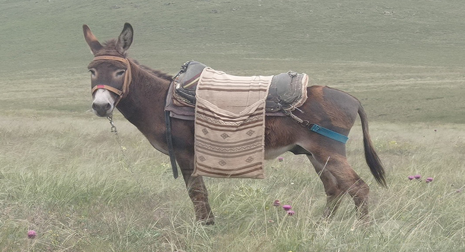 Türkiye’deki eşek nüfusunun illere göre dağılımını ortaya koyan harita, sosyal