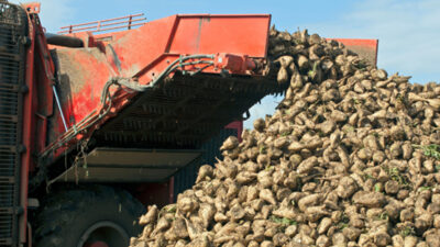 Tarım ve Orman Bakanlığı, 2025-2026 üretim yılı şeker pancarı alım