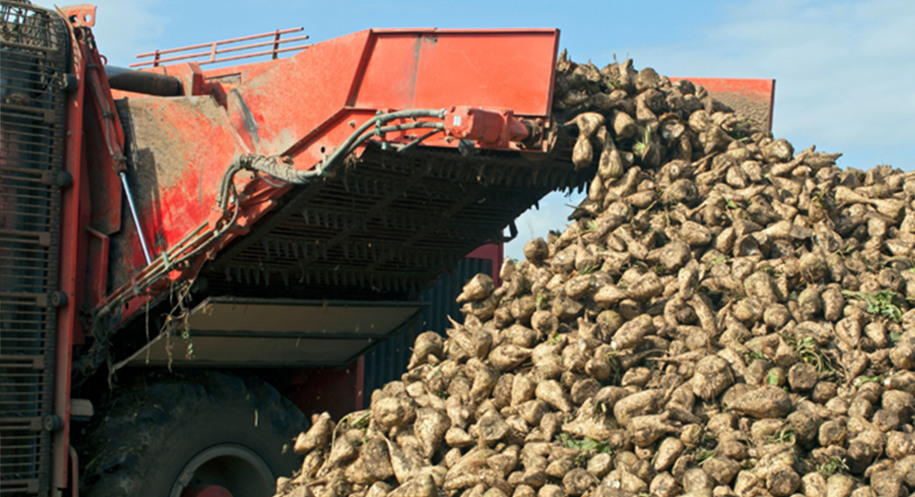 Şeker Pancarı Alım Fiyatı Belli Oldu Tarım ve Orman Bakanlığı, 2025-2026 üretim yılı şeker pancarı alım