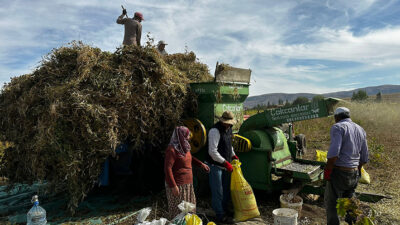 Haber: Muhammed Enes Sevilir Erzincan Çayırlı Harmantepe Köyü’nde kuru fasulye
