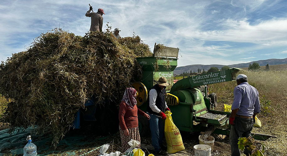 Haber: Muhammed Enes Sevilir Erzincan Çayırlı Harmantepe Köyü’nde kuru fasulye