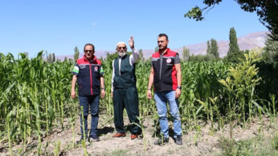 Haber: Muhammed Enes Sevilir Erzincan’da ikinci ürün olarak silajlık mısır