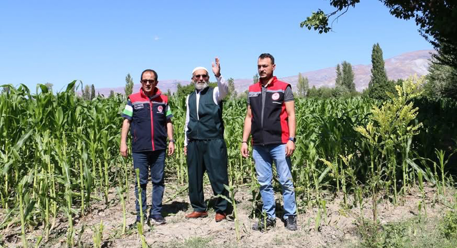 Haber: Muhammed Enes Sevilir Erzincan’da ikinci ürün olarak silajlık mısır