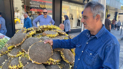 Haber: Muhammed Enes Sevilir Erzincan’da ay çekirdeğine ilgi sürüyor. Seyyar