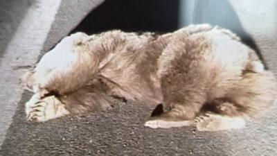 Erzincan’ın Refahiye ilçesinde gece saatlerinde meydana gelen kazada, yola çıkan