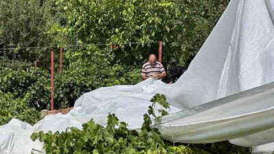 Haber: Muhammed Enes Sevilir Erzincan’ın Üzümlü ilçesinde hasadı başlayan Cimin