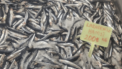 Erzincan’da balık sezonunun açılmasıyla birlikte tezgahlar erken hamsiyle şenlendi. Geçtiğimiz
