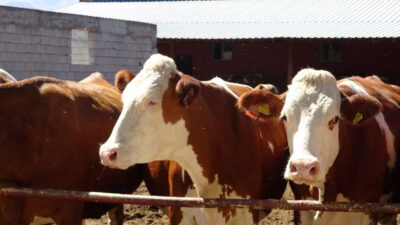 Haber: Muhammed Enes Sevilir Erzincan İli Damızlık Sığır Yetiştiricileri Birliği,