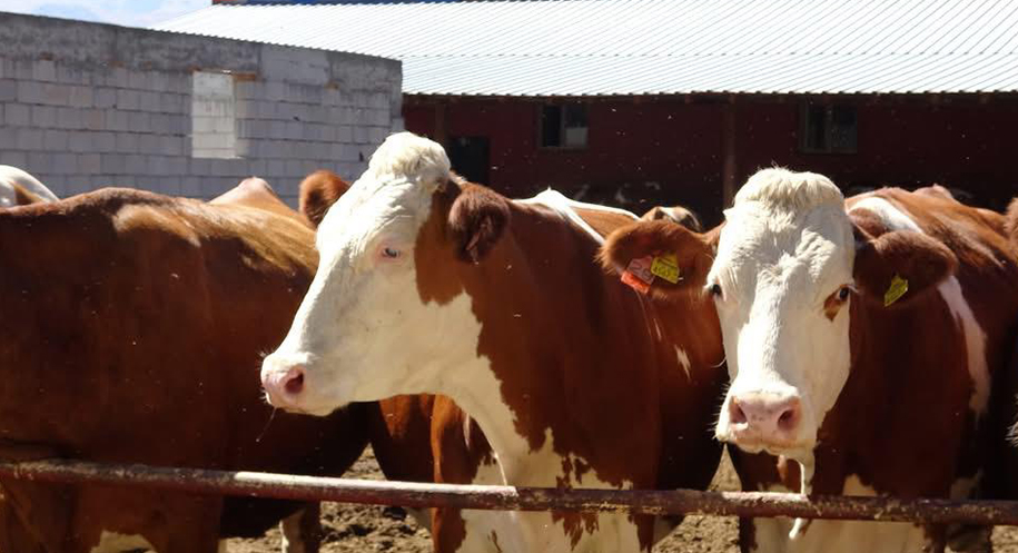 Köylerde Suni Tohumlama Çalışmaları Devam Ediyor Haber: Muhammed Enes Sevilir Erzincan İli Damızlık Sığır Yetiştiricileri Birliği,