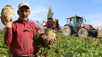Haber: Muhammed Enes SEVİLİR Erzincan ve ilçelerinde şeker pancarı hasadı