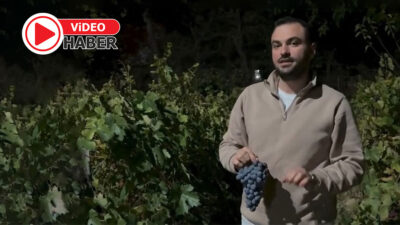 Erzincan’ın tescilli ürünü Cimin Üzümü, antioksidan içeriği ve yüksek enerji