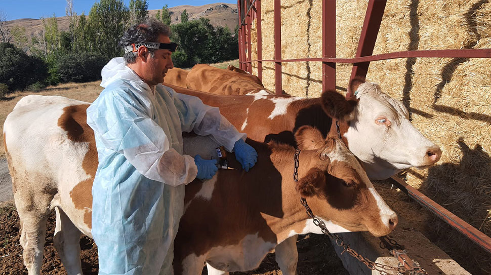 Haber: Muhammed Enes Sevilir Refahiye’de yaşanan şap hastalığı ile ilgili