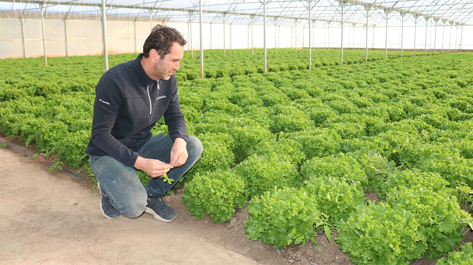Haber: Muhammed Enes SEVİLİR Erzincan’da kış mevsiminin başlamasıyla birlikte seralarda