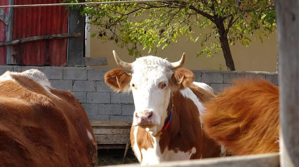 Haber: Muhammed Enes SEVİLİR Erzincan İli Damızlık Sığır Yetiştiricileri Birliği