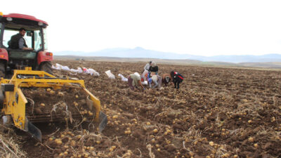 Erzincan’ın Tercan ilçesinde kışlık patates hasadı başladı. İlçede yaklaşık 1500